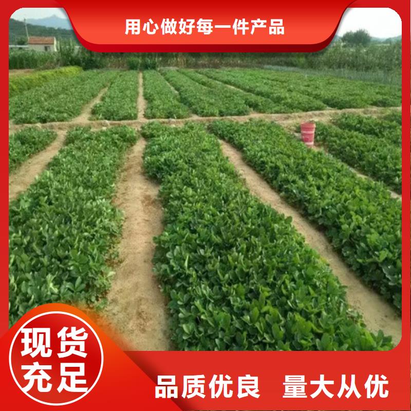 【草莓苗】花椒树苗严格把关质量放心