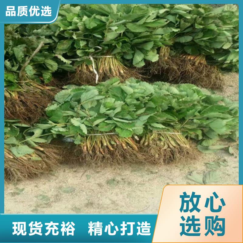 草莓苗草莓苗价格品质保证实力见证