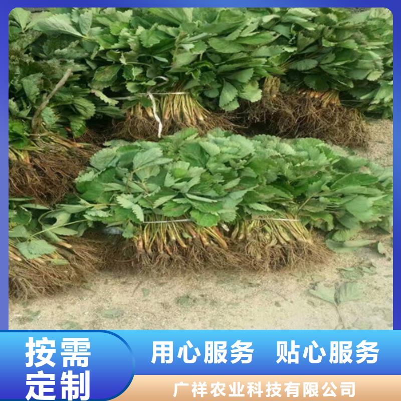 大棚草莓苗基地批发