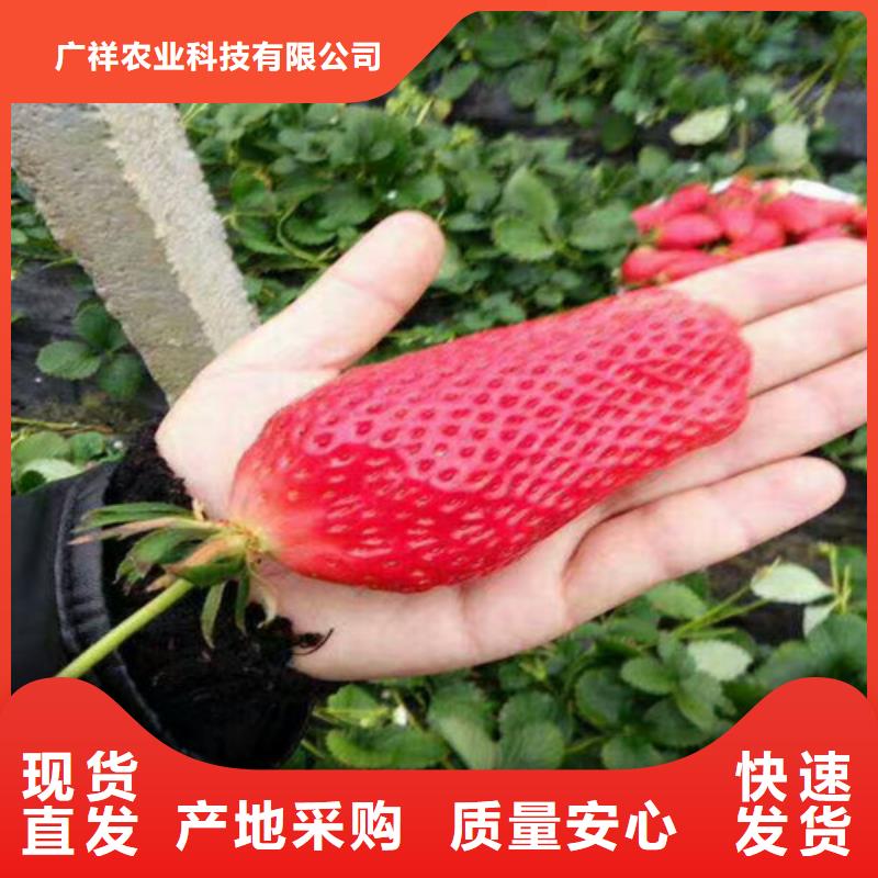 【草莓苗】_火箭大樱桃树苗多家仓库发货