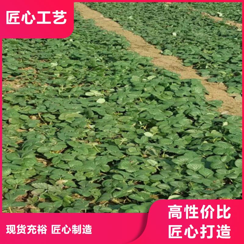 草莓苗,【大棚草莓苗】货源足质量好