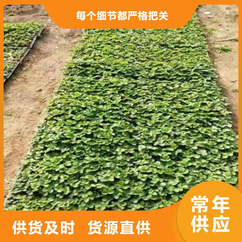 草莓苗草莓苗价格质量层层把关