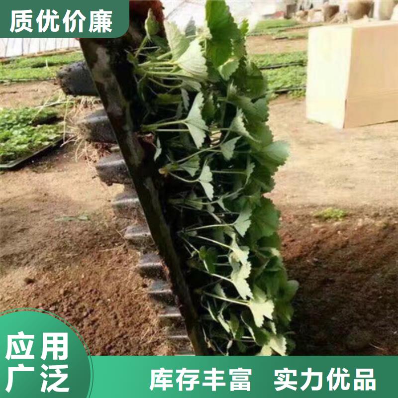 草莓苗毛蟠桃树苗定制不额外收费