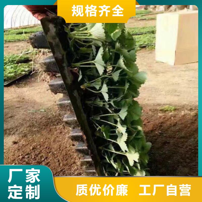 白草莓苗种苗