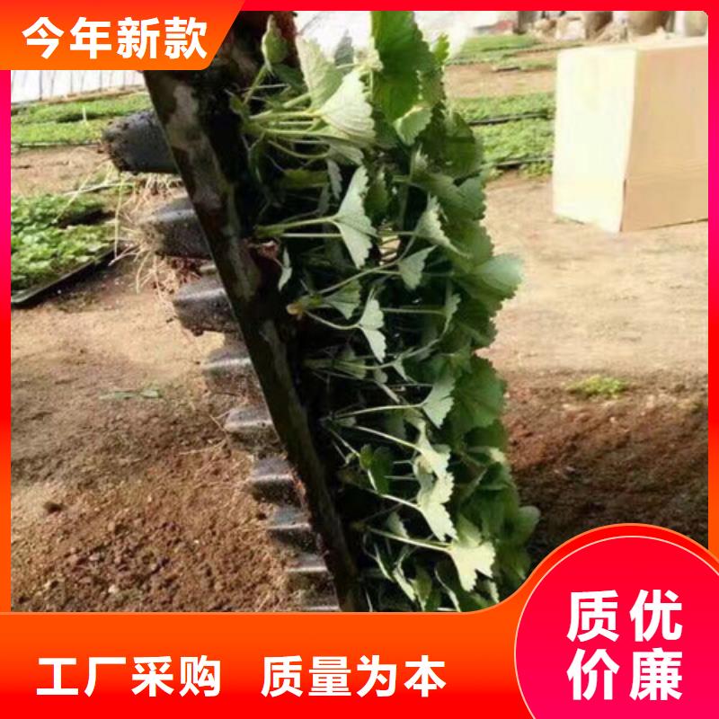 桃熏草莓苗低价批发