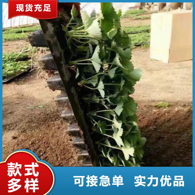 【草莓苗 油桃树苗精选优质材料】