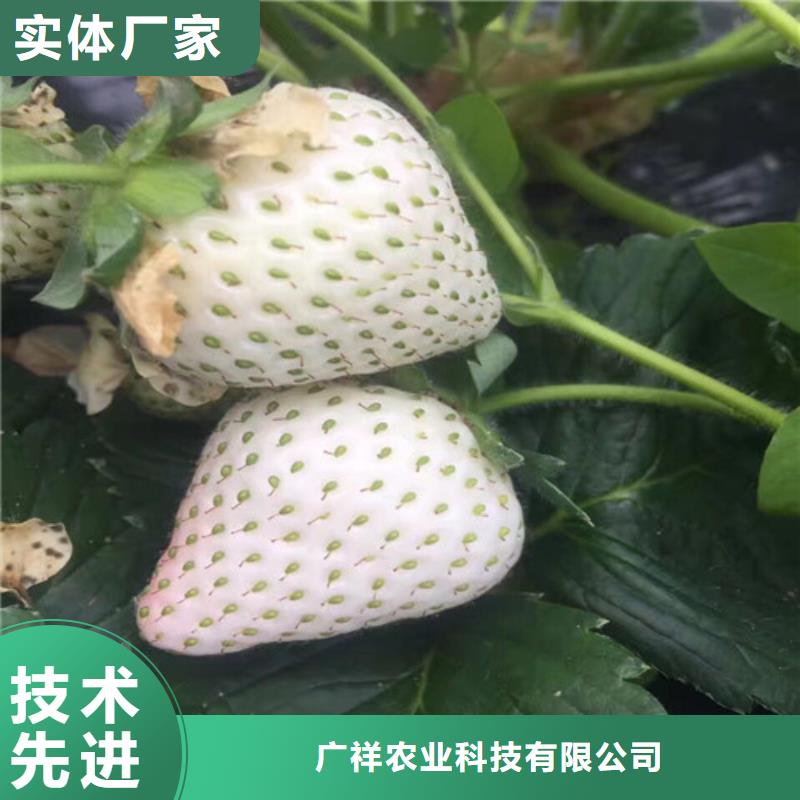 草莓苗果树苗工厂现货供应