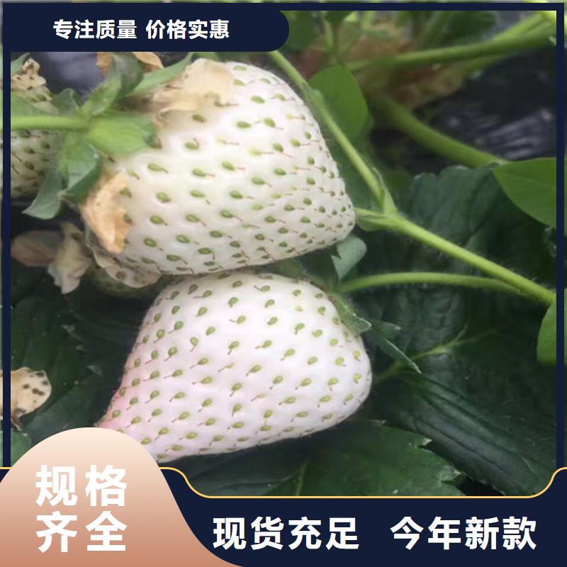 红颊草莓苗品种齐全