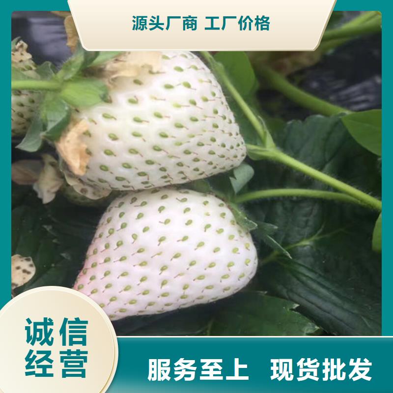 草莓苗-【黑珍珠草莓苗】优选原材