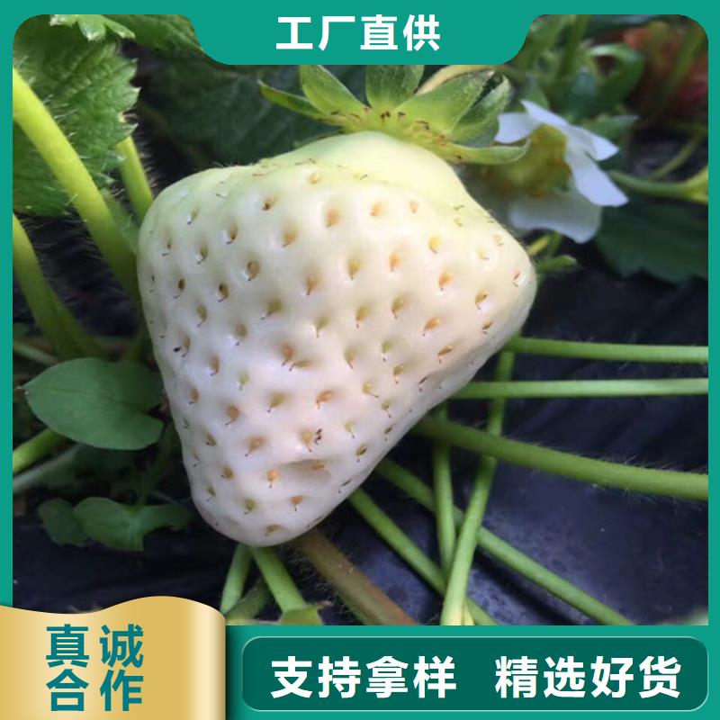 草莓苗_【大棚草莓苗】优势