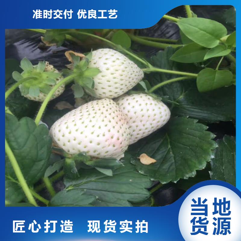 【草莓苗黄金苹果树苗基地多种规格可选】