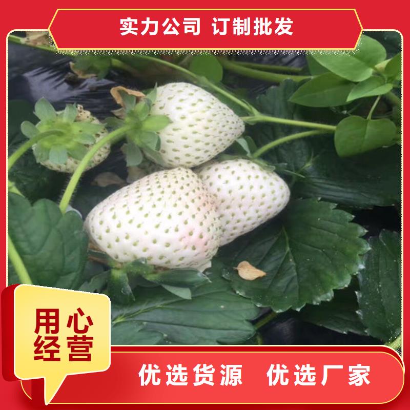 草莓苗【大棚草莓苗】诚信经营