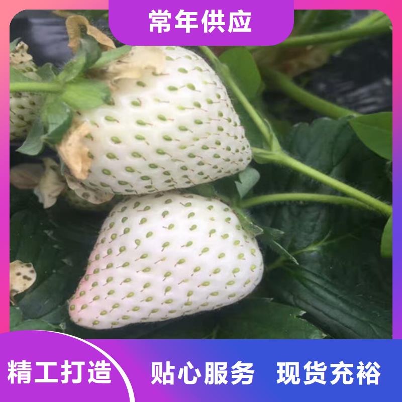 草莓苗大棚草莓苗来图来样定制