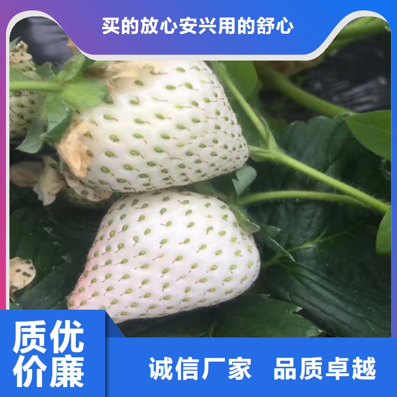 草莓苗珍珠枣油桃树苗现货快速采购