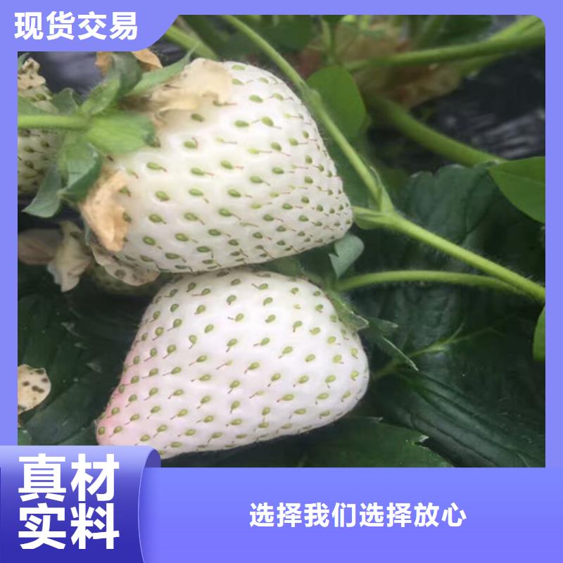 【草莓苗桃树苗源头厂家量大价优】