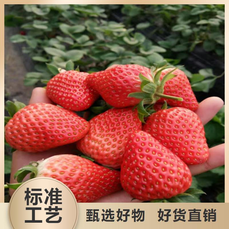 【草莓苗油桃树苗质优价廉】