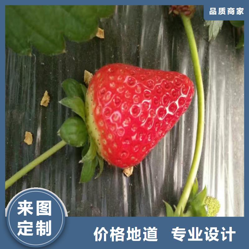 草莓苗果树苗质量无忧