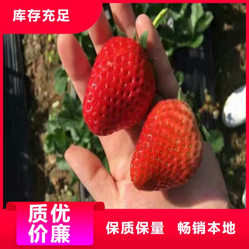 【草莓苗】,葡萄苗按需定做