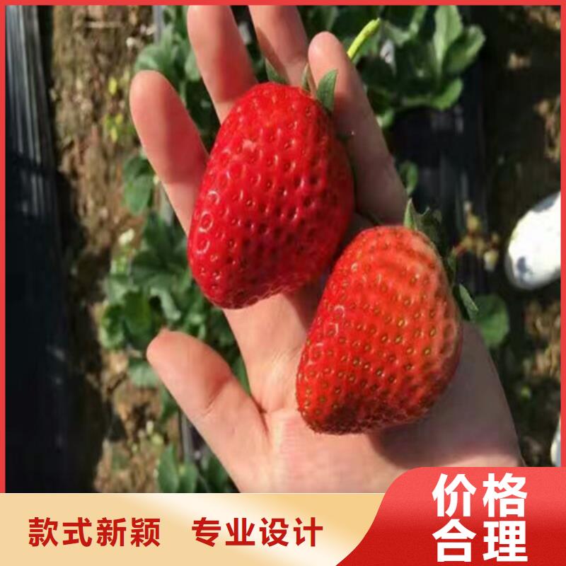 艳丽草莓苗价格从优