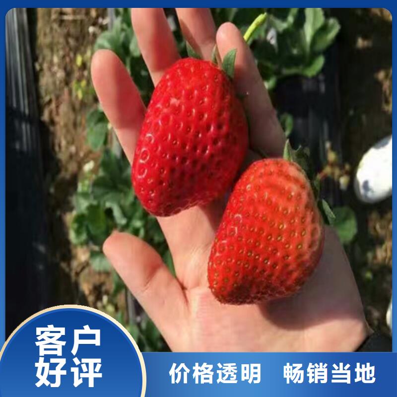 哪里批发巧克力草莓苗，巧克力草莓苗种植地区