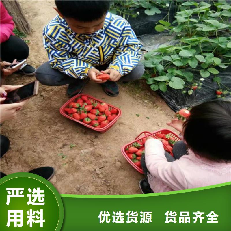 草莓苗,【大棚草莓苗】货源足质量好