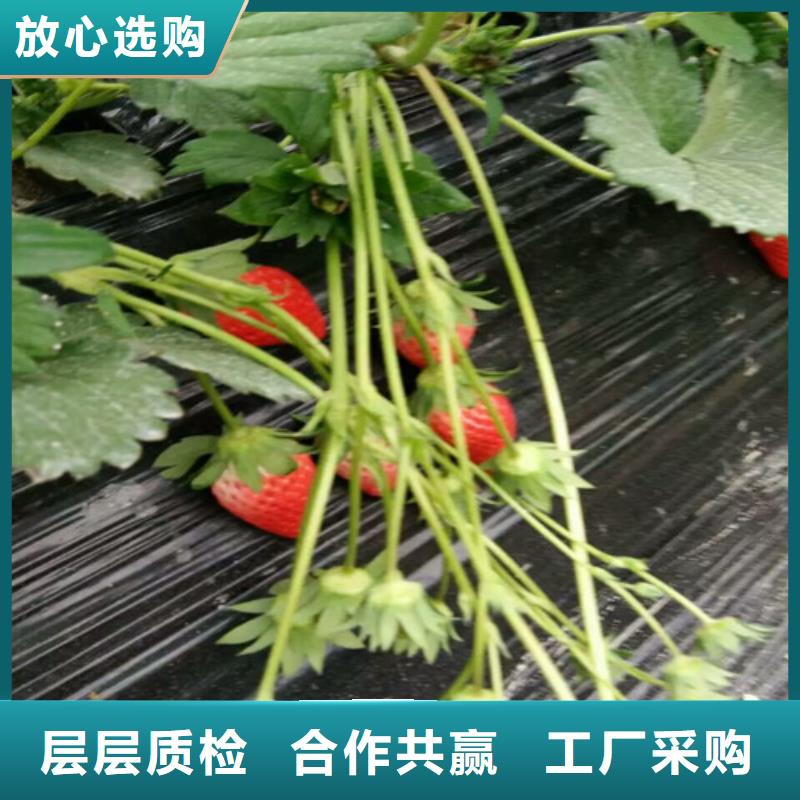 【草莓苗-黄金苹果树苗基地现货满足大量采购】