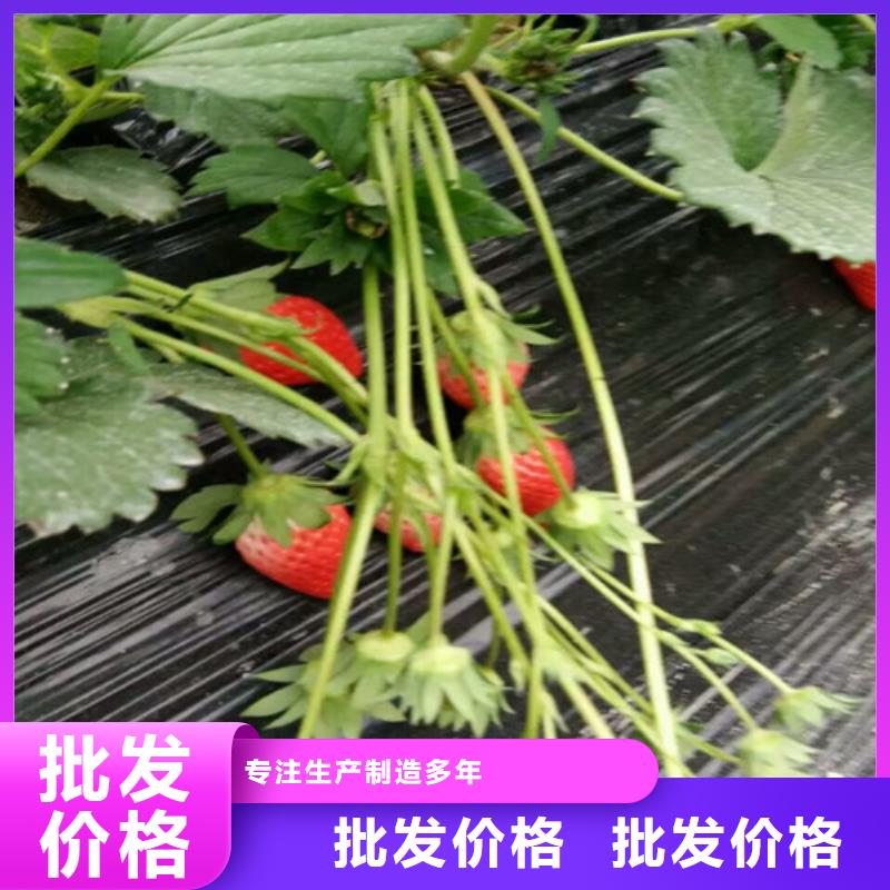 【草莓苗桃树苗一件也发货】