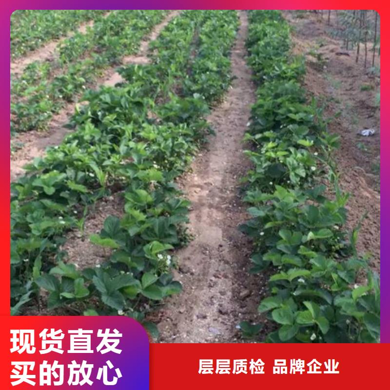 【草莓苗草莓苗价格现货充足量大优惠】