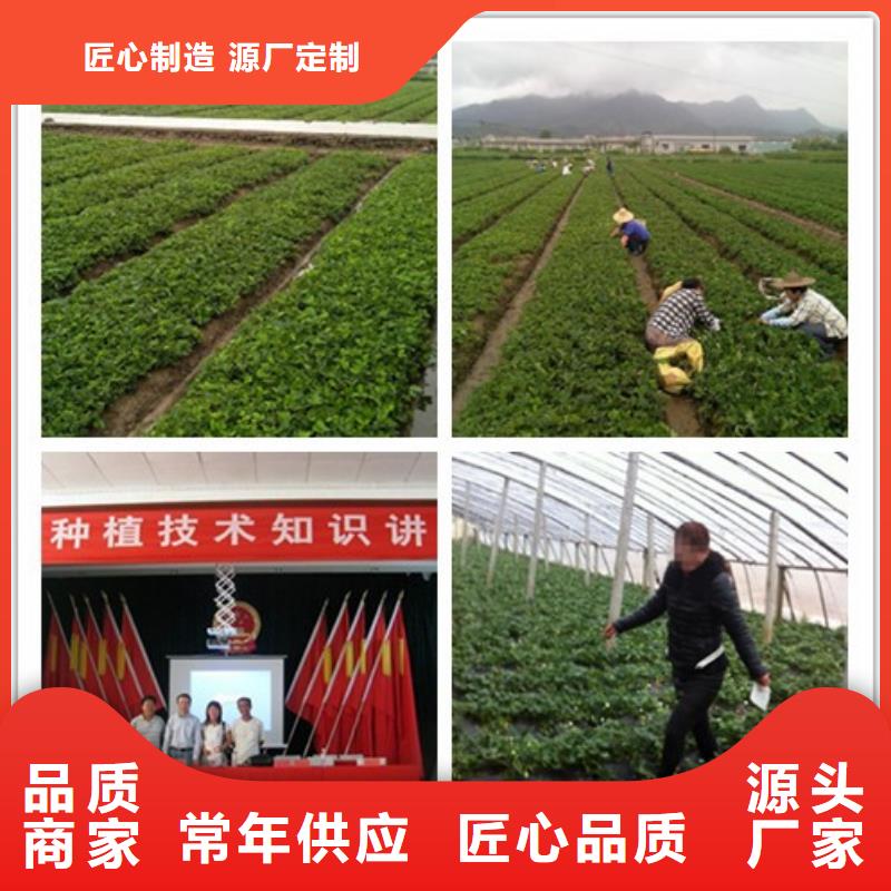 【草莓苗樱桃苗基地现货满足大量采购】