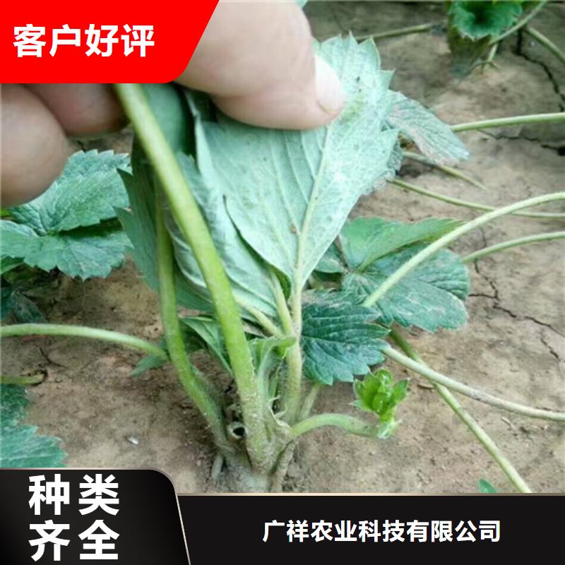 草莓苗红颜草莓专业完善售后