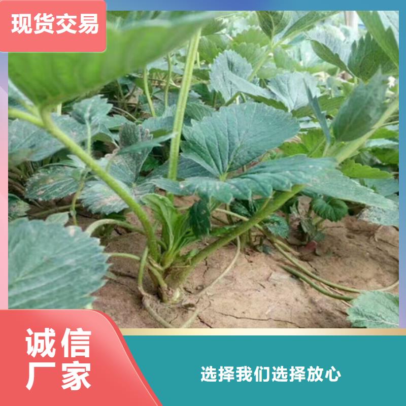 【草莓苗】珍珠枣油桃树苗重信誉厂家