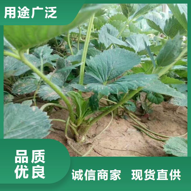 草莓苗果树苗厂家直销安全放心