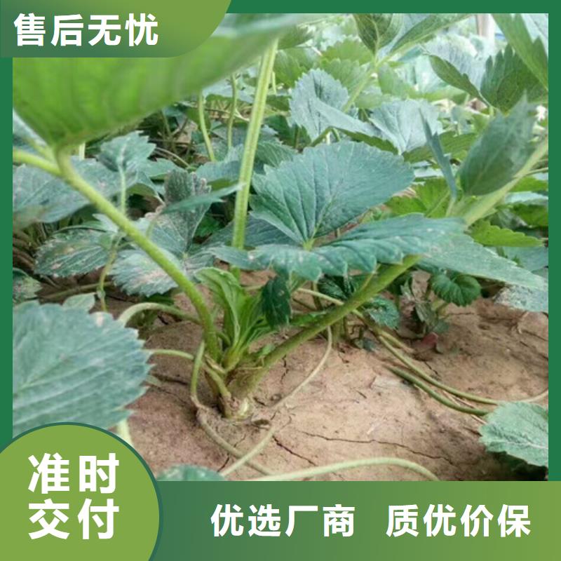 草莓苗白桃树苗货源足质量好