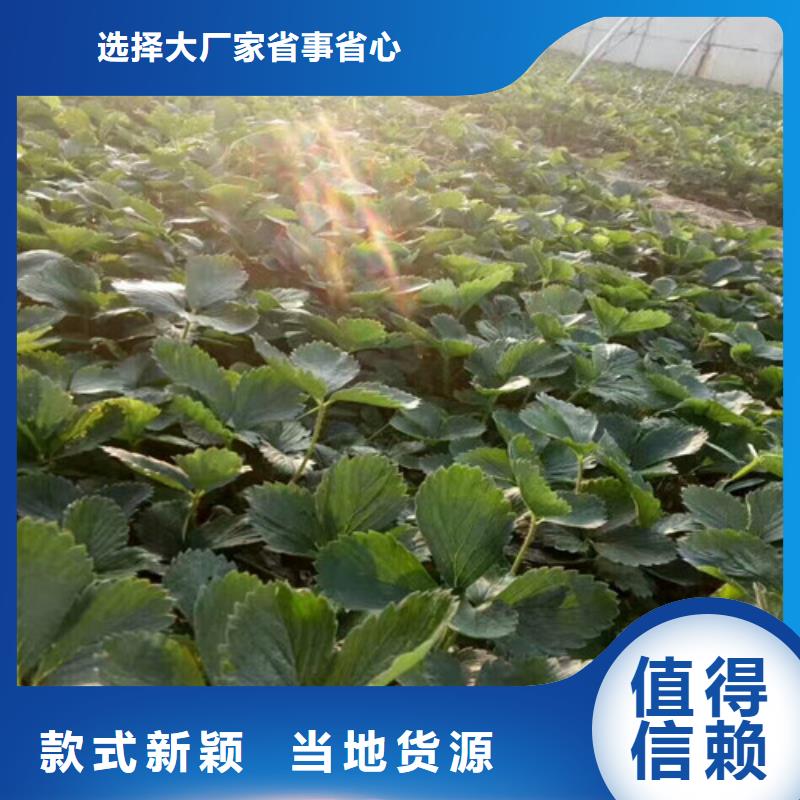 一年生菠萝草莓苗，菠萝草莓苗2024年报价