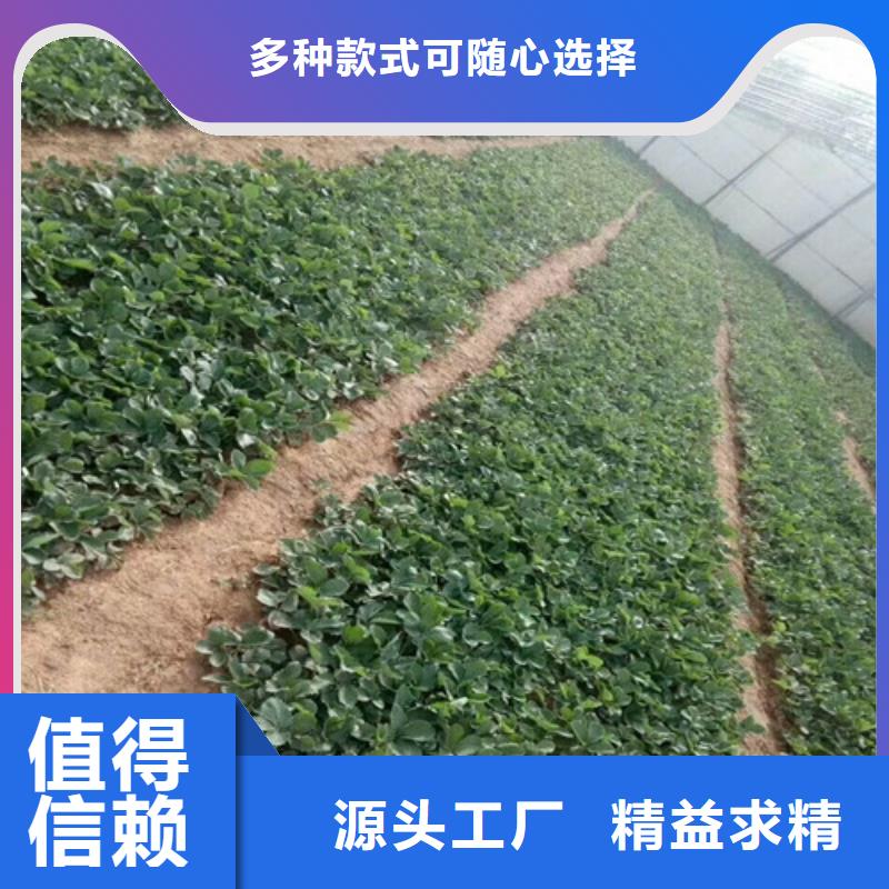 【草莓苗桃树苗源头厂家量大价优】