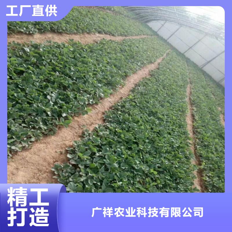 草莓苗柱状梨树苗用心做好每一件产品