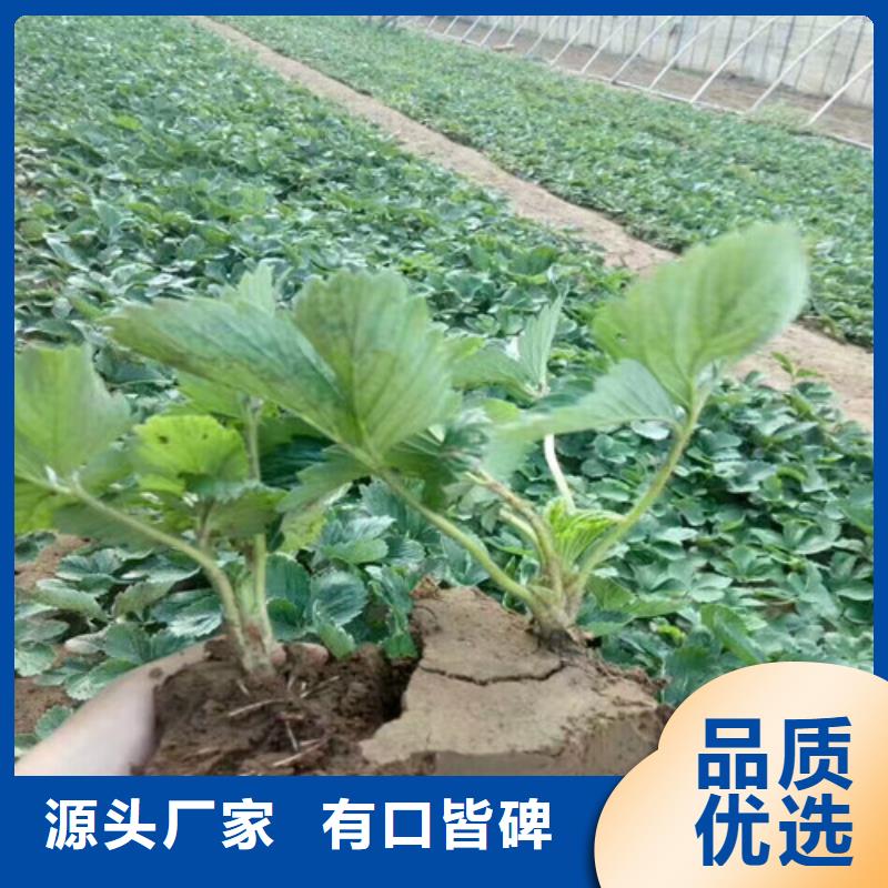 定制牛奶草莓苗的当地厂家