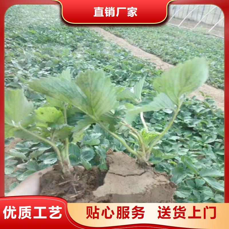 草莓苗葡萄苗基地敢与同行比质量