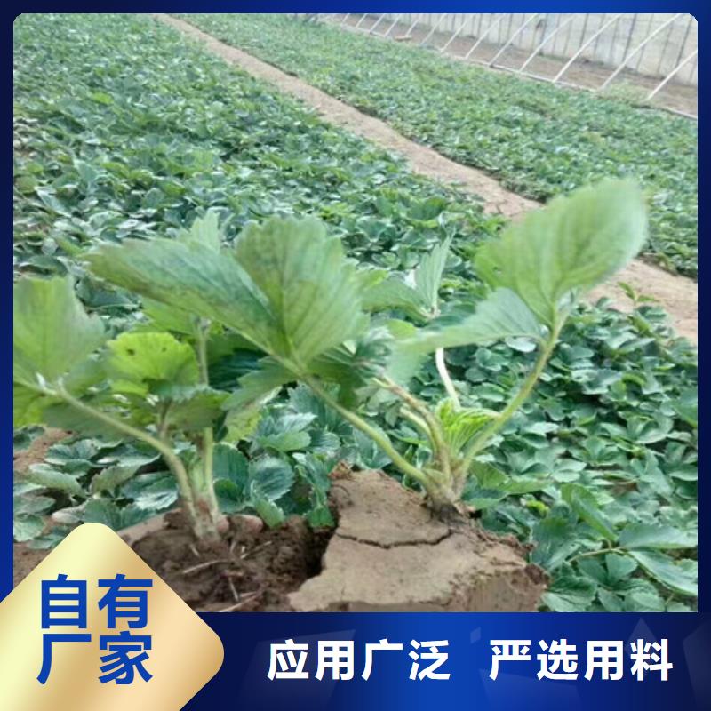 草莓苗大棚草莓苗厂家直接面向客户