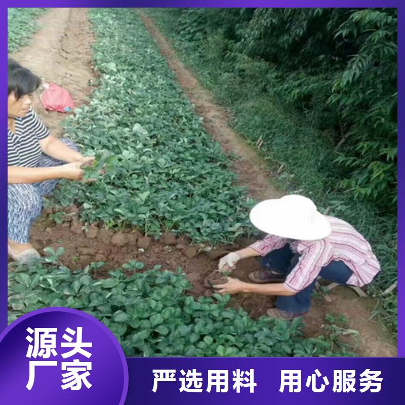 草莓苗苹果苗定制零售批发