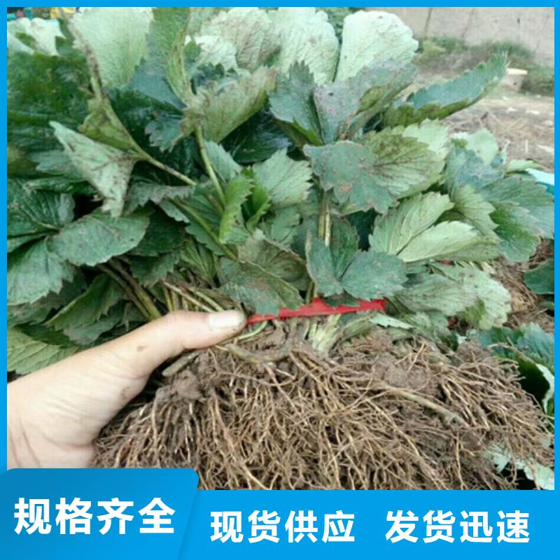 【草莓苗 青苹果树苗质量检测】