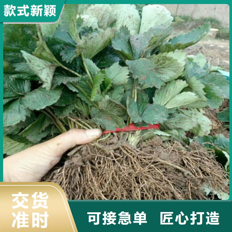 草莓苗,果树苗源头厂家量大价优