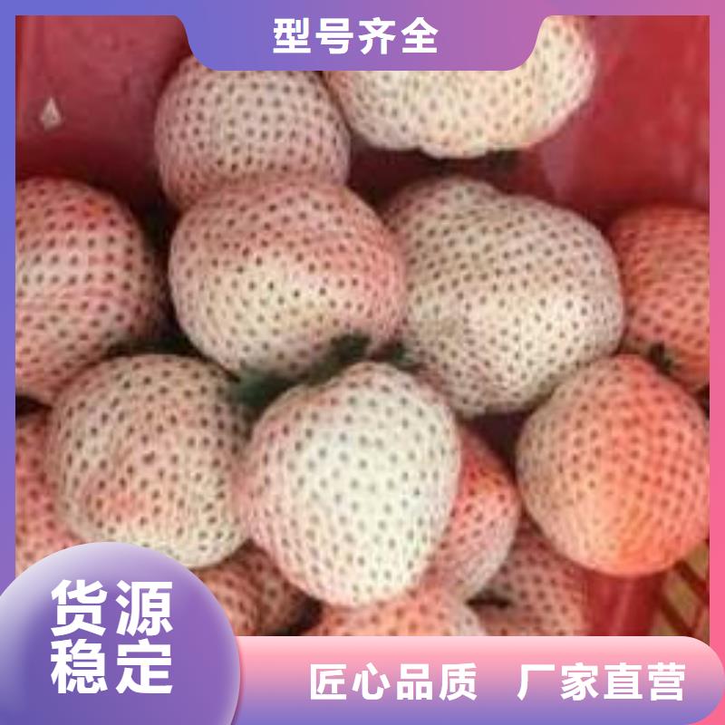 【草莓苗桃树苗基地用的放心】