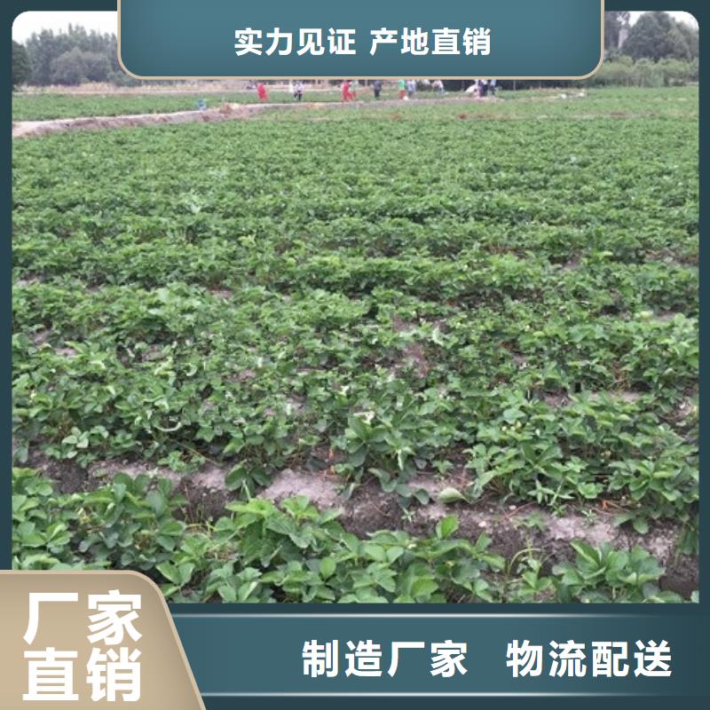 【草莓苗】果树苗批发基地精工细致打造