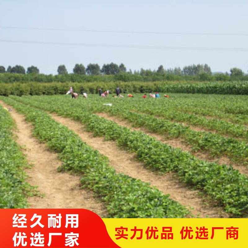 【草莓苗樱桃苗基地现货满足大量采购】