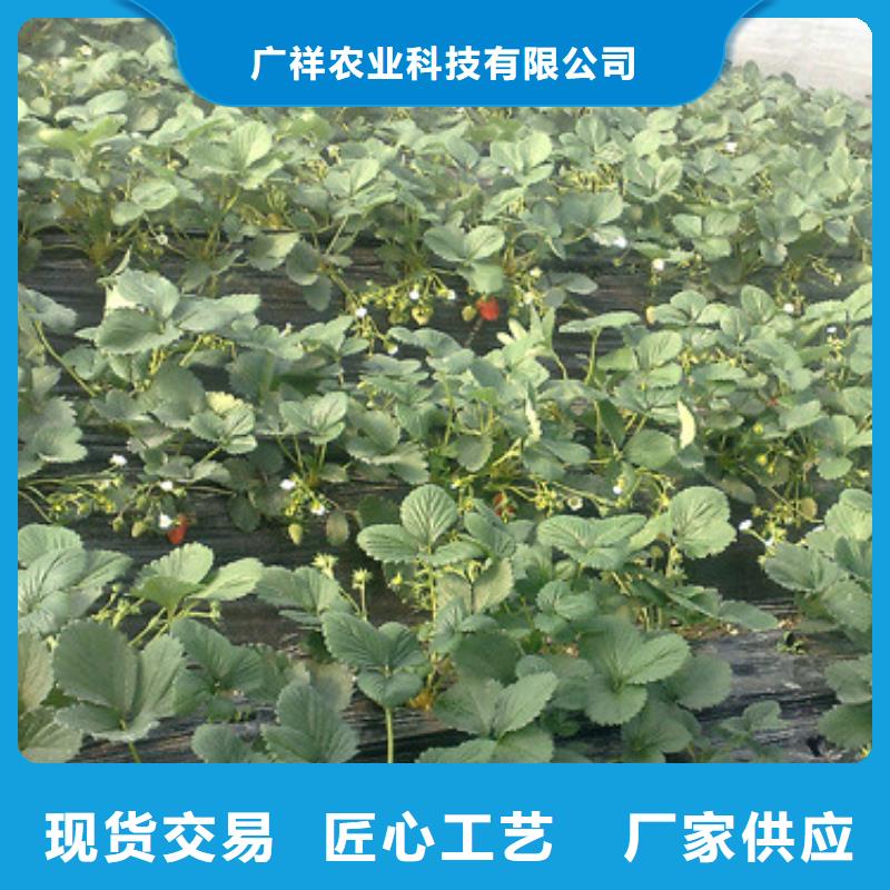 草莓苗【大棚草莓苗】厂家直营