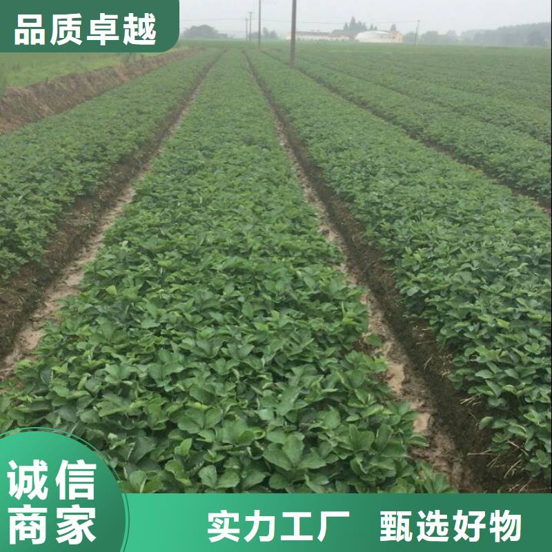 草莓苗红颜草莓重信誉厂家