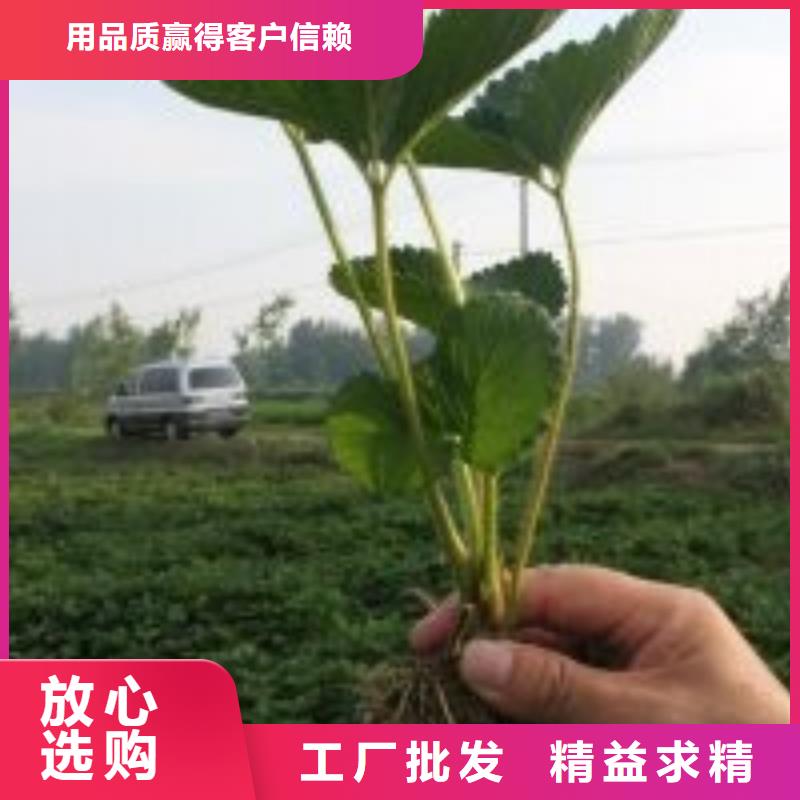 草莓苗-梨树苗品类齐全