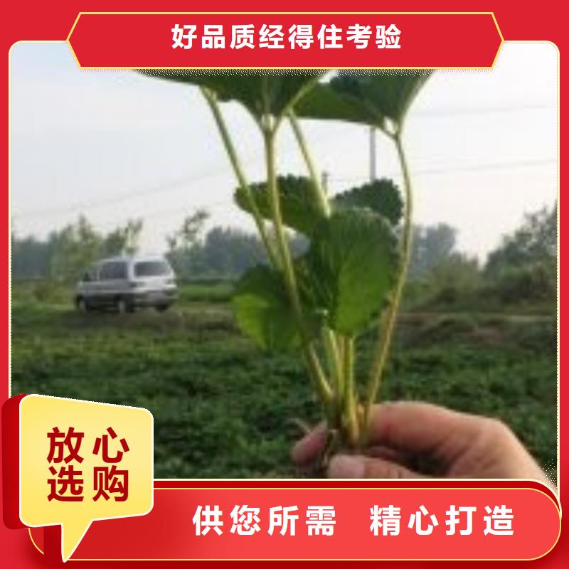 草莓苗阳光玫瑰葡萄树苗为品质而生产