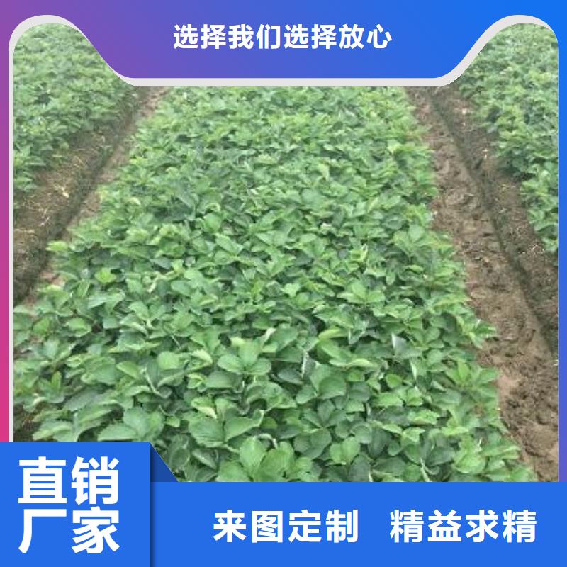 草莓苗-【黑珍珠草莓苗】优选原材